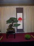 Professional bonsai exhibit MABS 2011 PIE